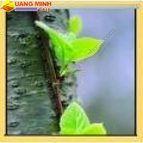 Màn chiếu Snowhite